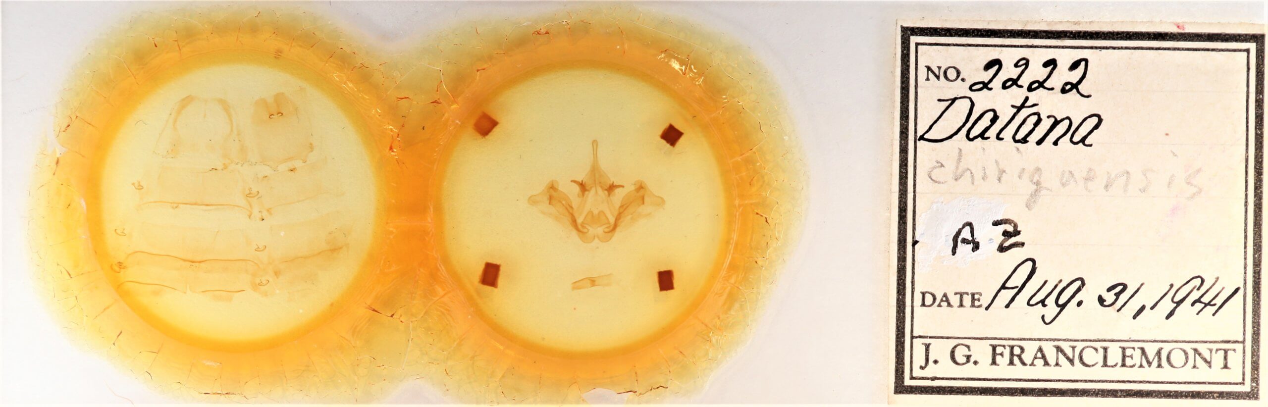 slide view of adult Datana chiriquensis