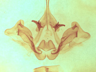 genitalia view of adult Datana chiriquensis