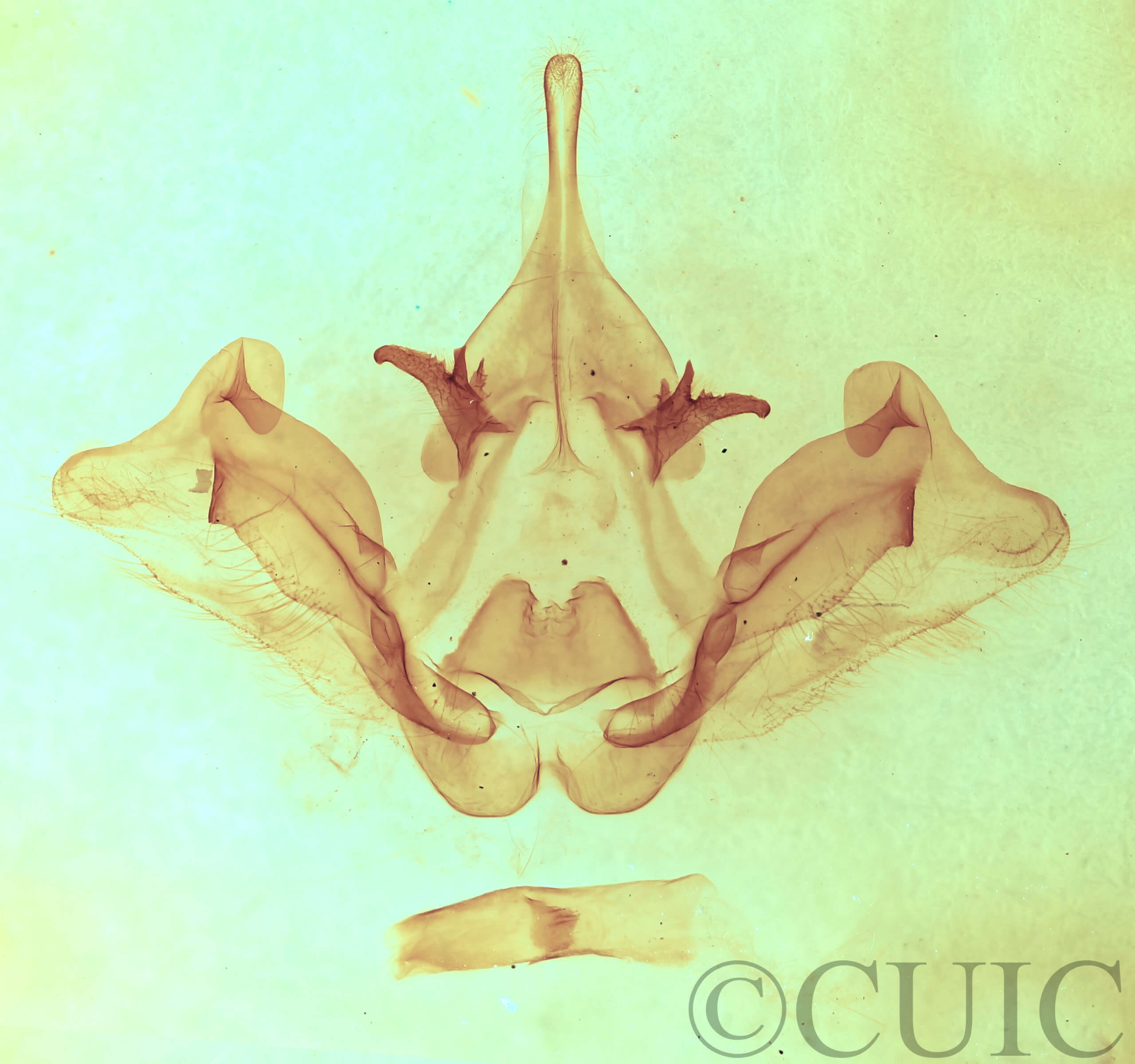 genitalia view of adult Datana chiriquensis