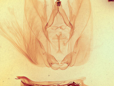 genitalia view of adult Antaea lichyi