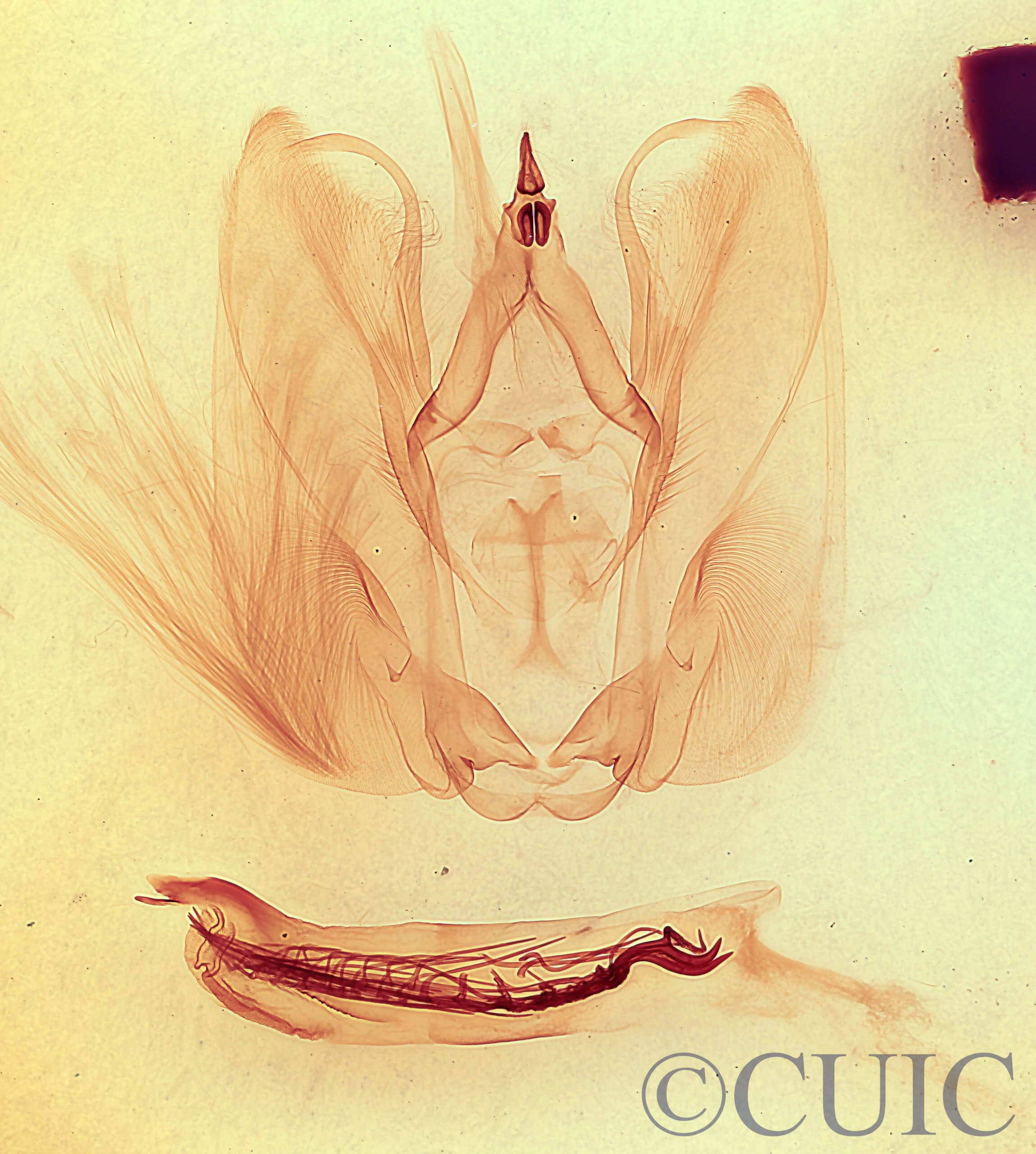 genitalia view of adult Antaea lichyi