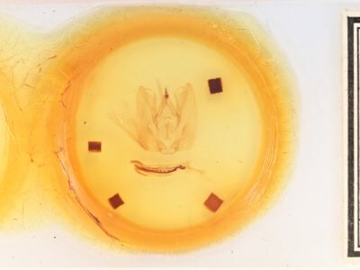 slide view of adult Antaea lichyi