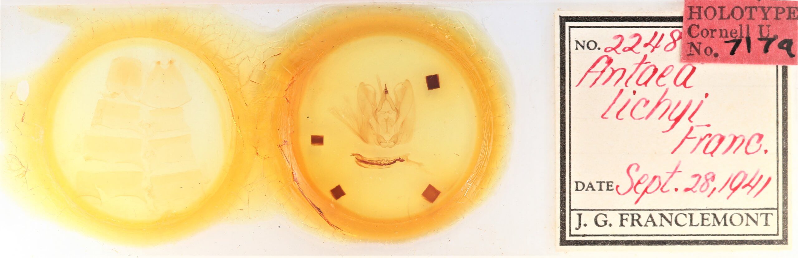 slide view of adult Antaea lichyi