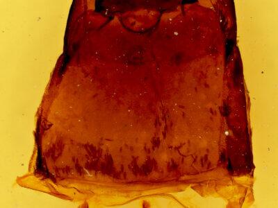 genitalia view of adult Gnophaela vermiculata