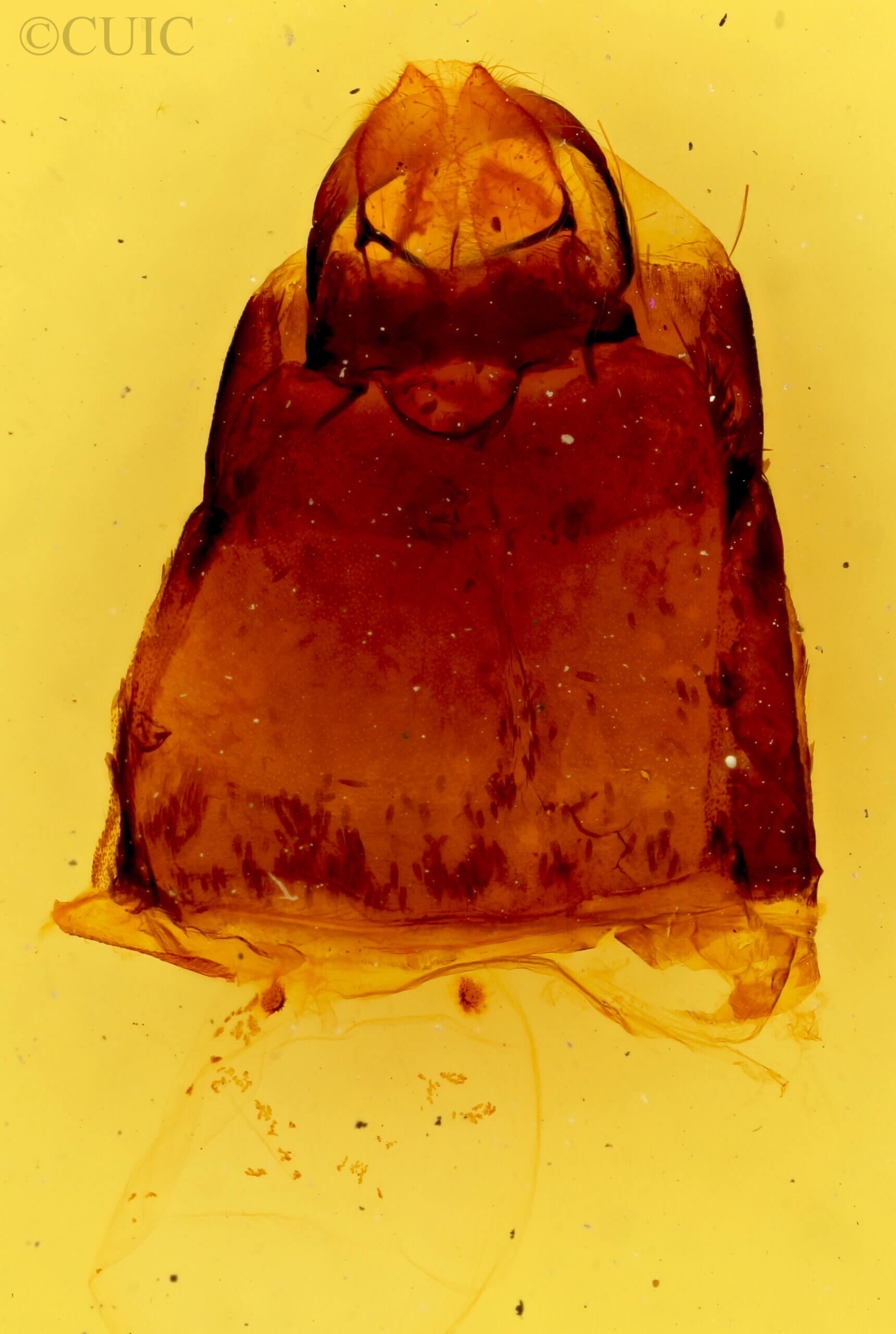 genitalia view of adult Gnophaela vermiculata