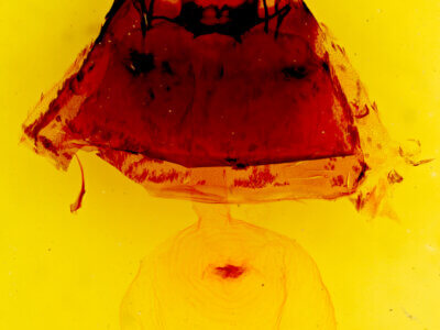 genitalia view of adult Gnophaela latipennis