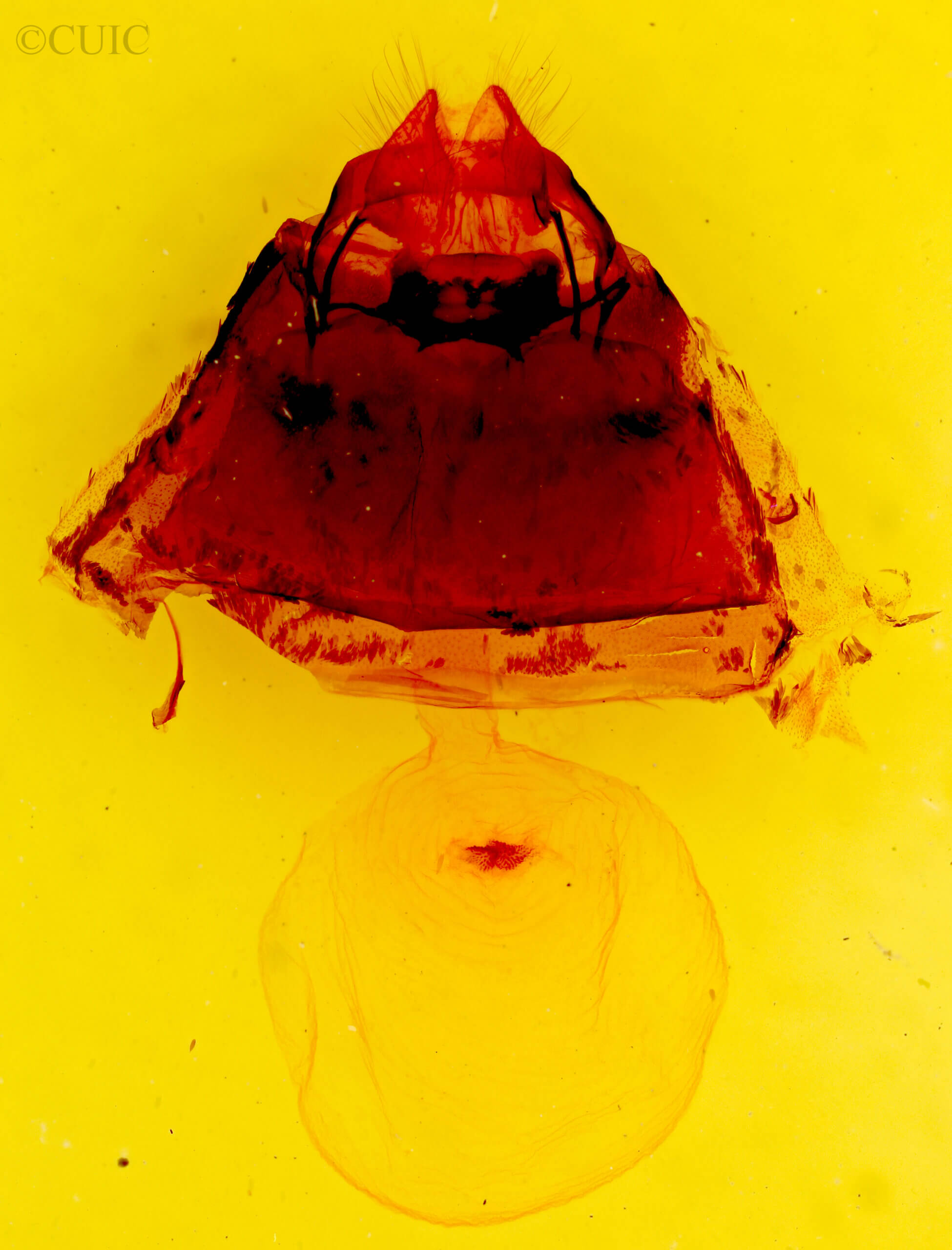 genitalia view of adult Gnophaela latipennis