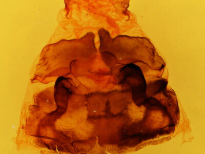 genitalia view of adult Phryganidia californica