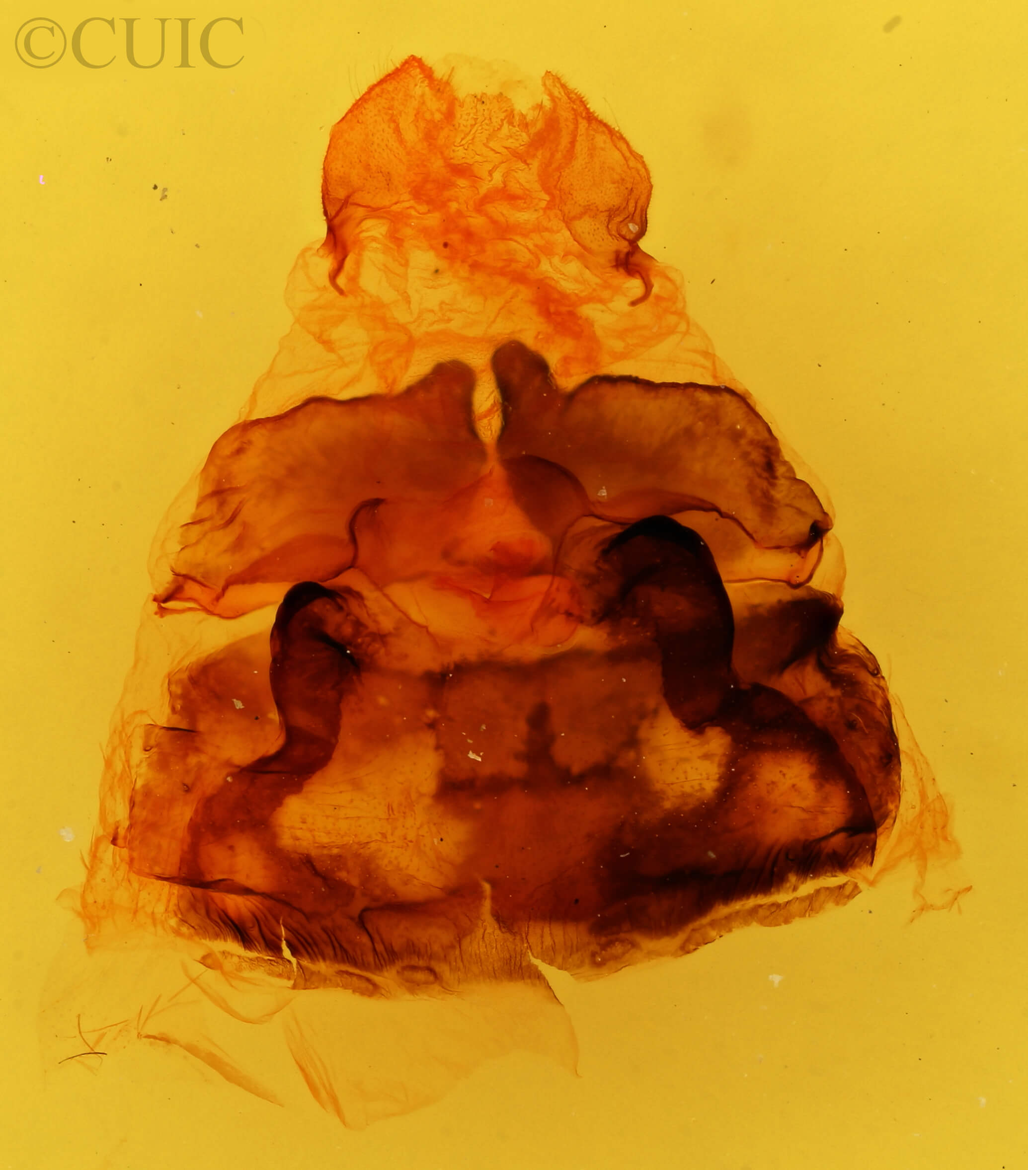 genitalia view of adult Phryganidia californica