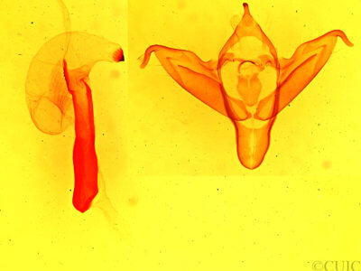 genitalia view of adult Abagrotis scopeops