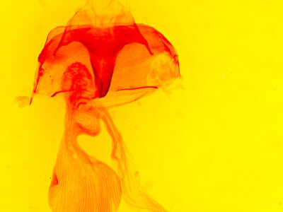 genitalia view of adult Abagrotis  scopeops