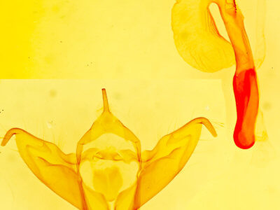 genitalia view of adult Abagrotis scopeops