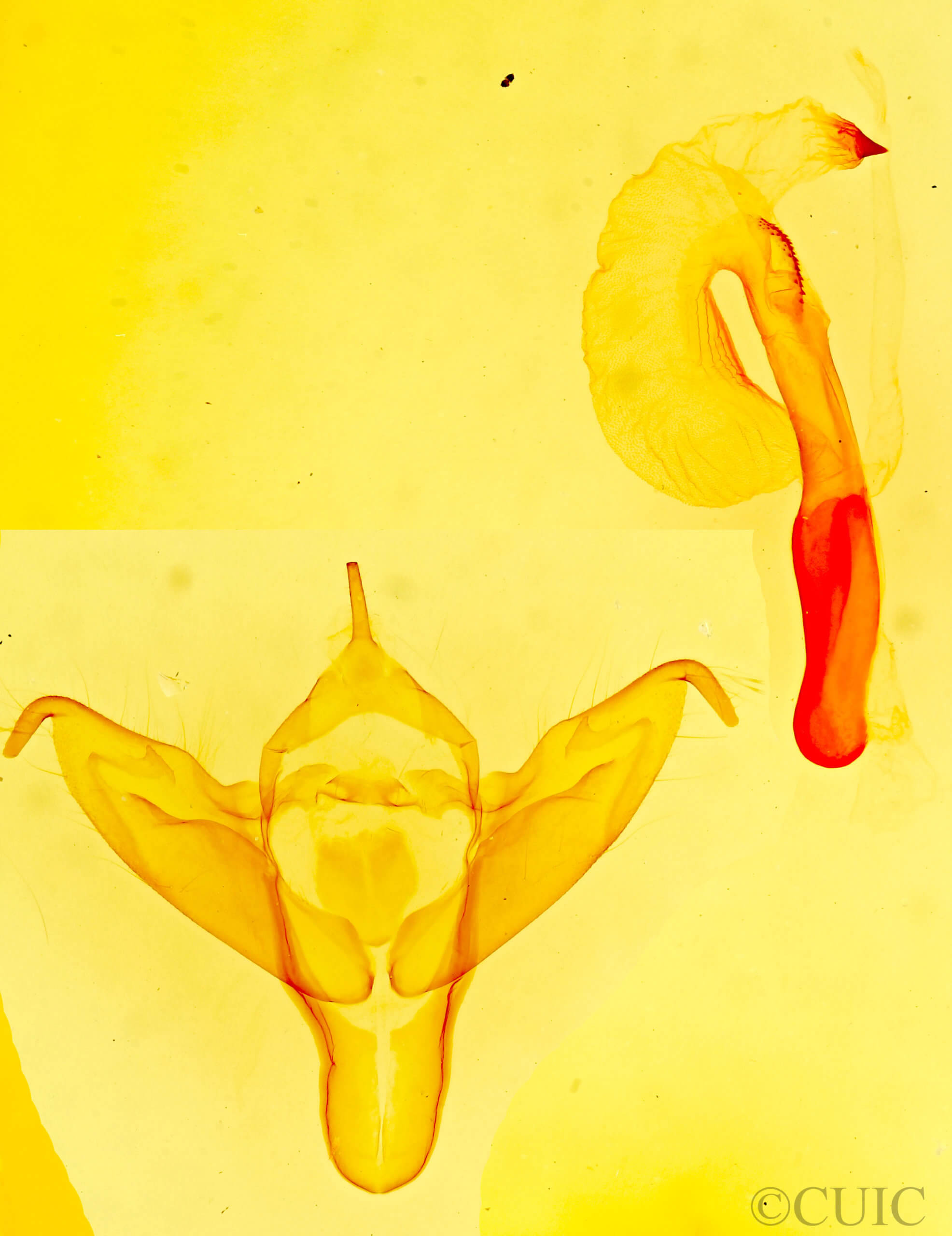 genitalia view of adult Abagrotis scopeops