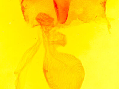 genitalia view of adult Abagrotis scopeops