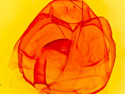 genitalia view of adult Zale squamularis