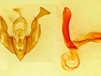 genitalia view of adult Lacinipolia aileenae
