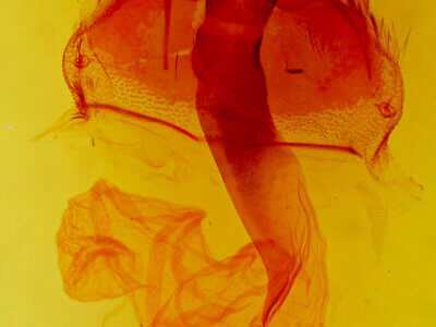 genitalia view of adult Lacinipolia aileenae