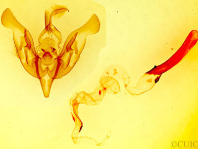 genitalia view of adult Lacinipolia gnata