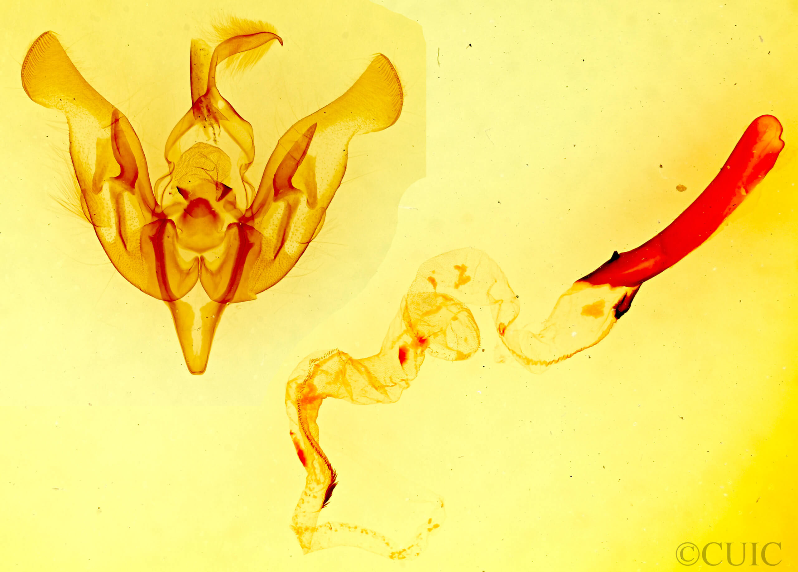 genitalia view of adult Lacinipolia gnata