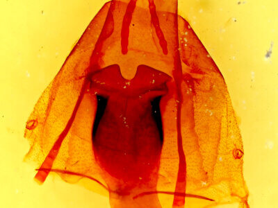 genitalia view of adult Lacinipolia gnata