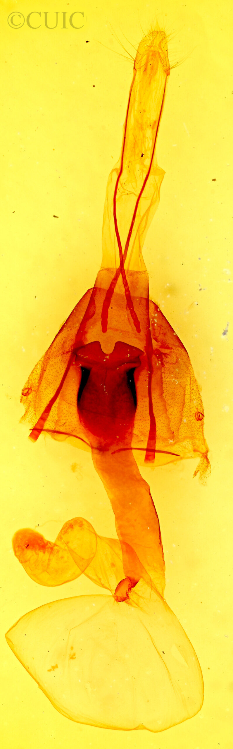 genitalia view of adult Lacinipolia gnata