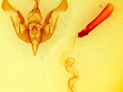 genitalia view of adult Lacinipolia gnata