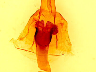 genitalia view of adult Lacinipolia gnata