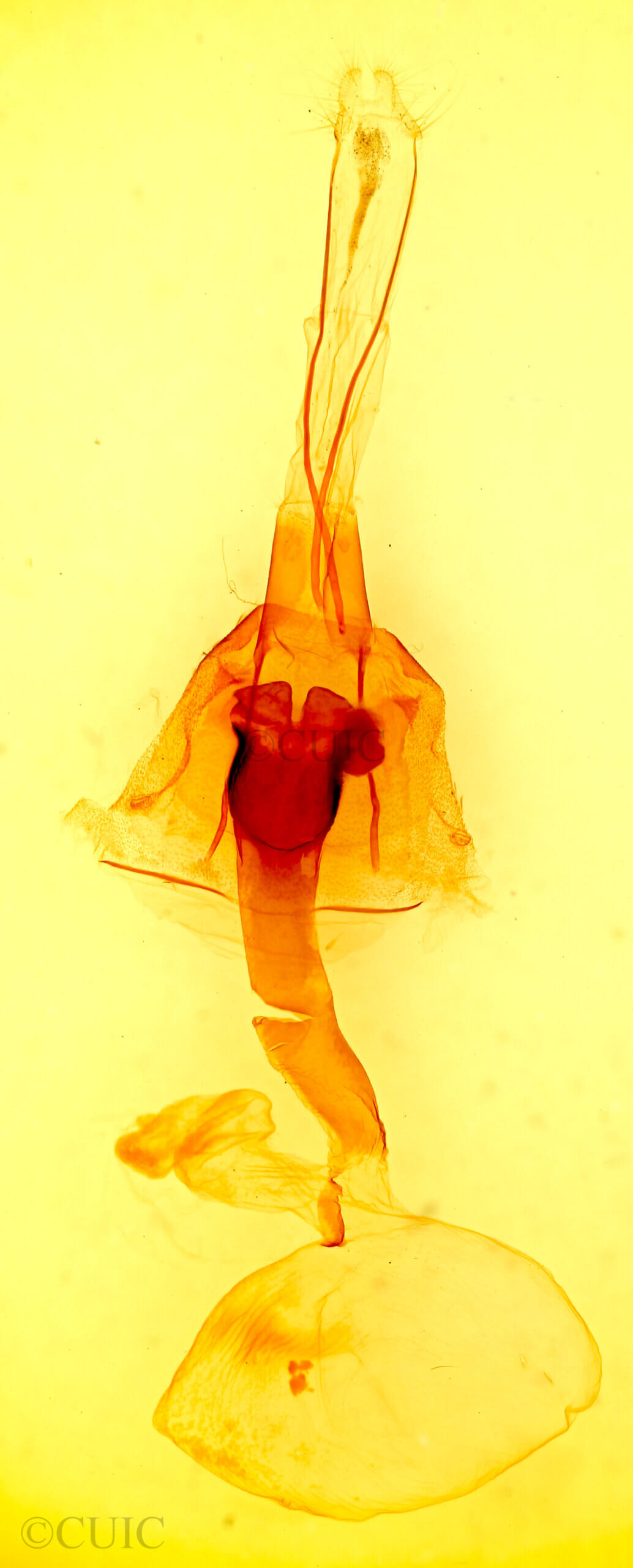 genitalia view of adult Lacinipolia gnata
