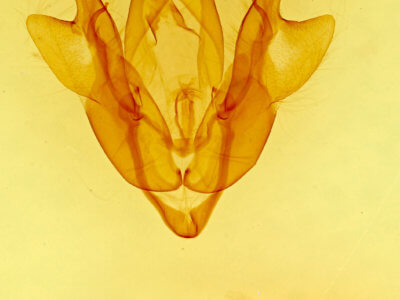 genitalia view of adult Homorthodes rectiflava