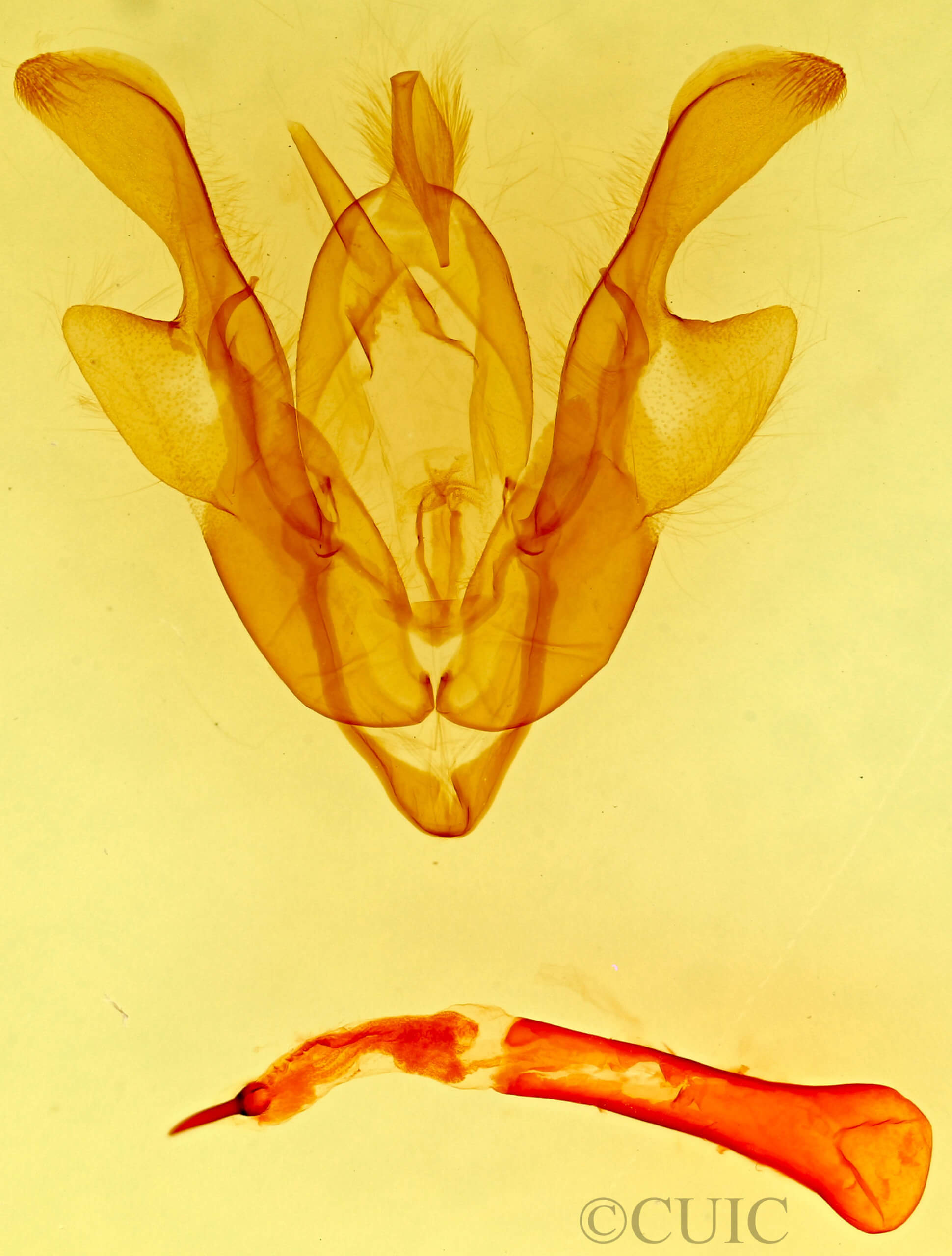 genitalia view of adult Homorthodes rectiflava