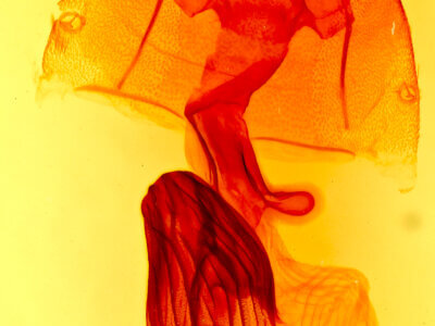 genitalia view of adult Homorthodes fractura