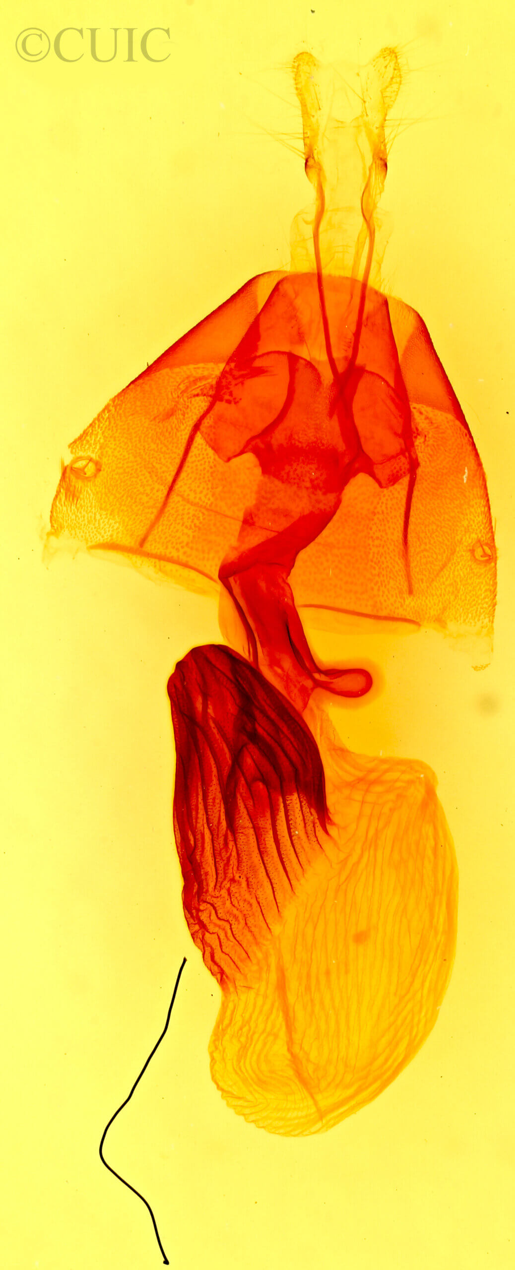 genitalia view of adult Homorthodes fractura