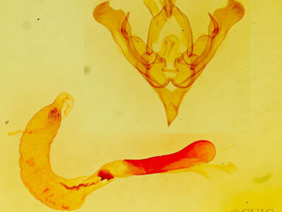 genitalia view of adult Homorthodes gigantoides
