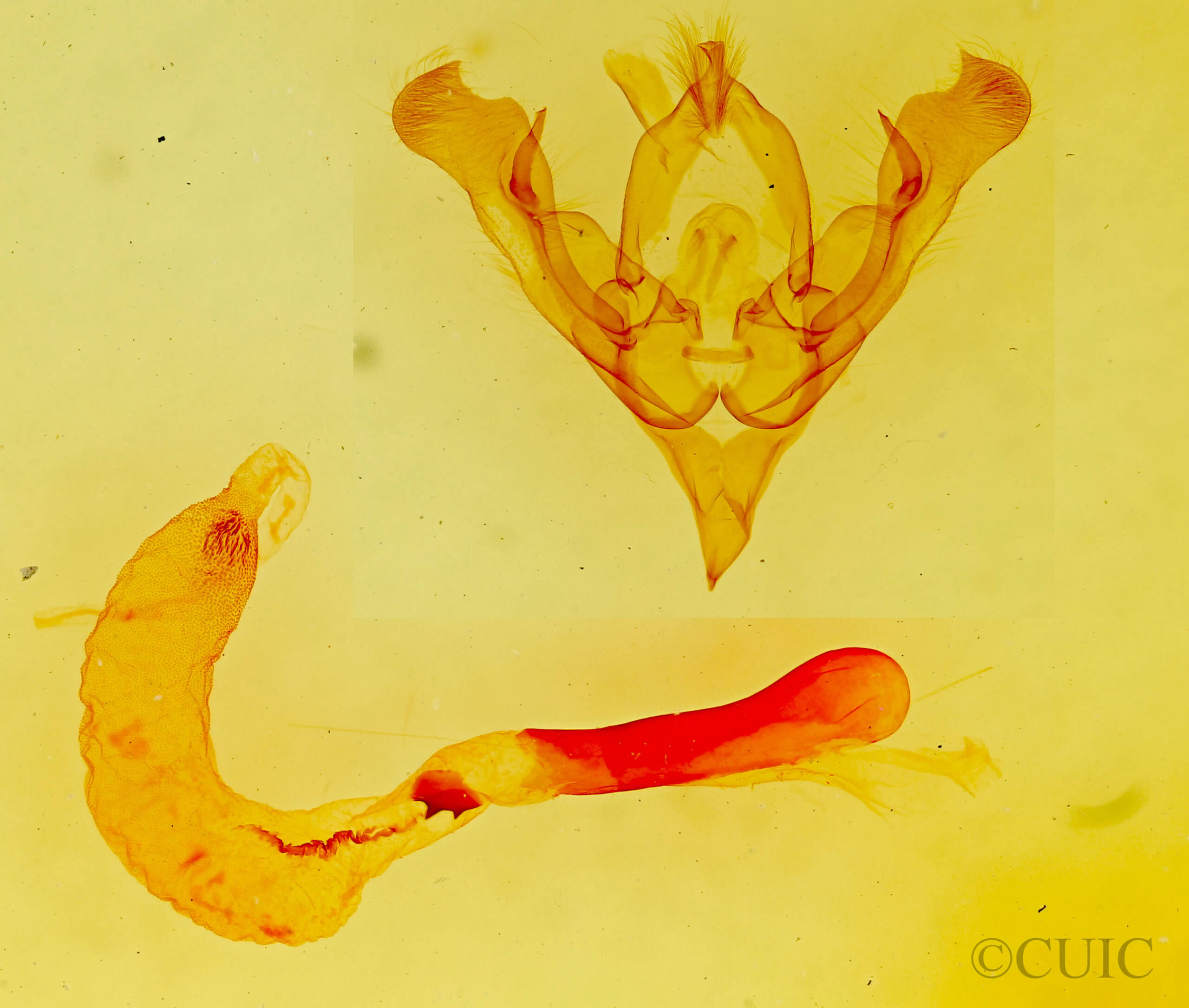genitalia view of adult Homorthodes gigantoides