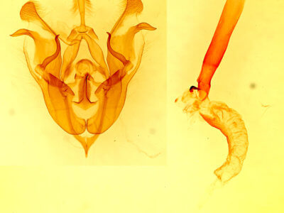 genitalia view of adult Protorthodes incincta