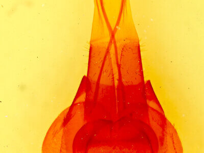 genitalia view of adult Protorthodes incincta