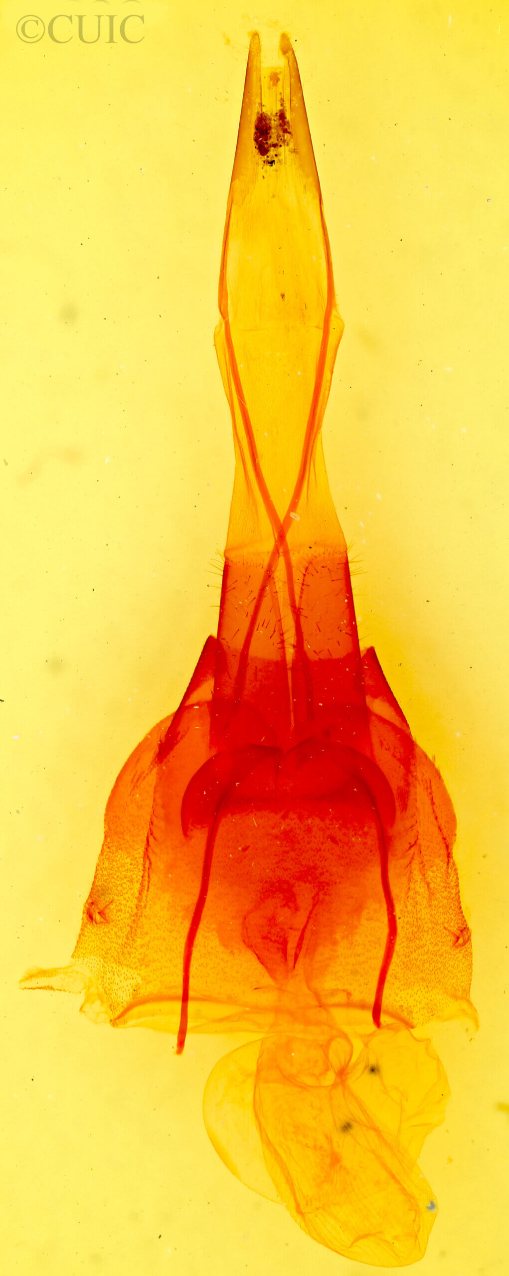 genitalia view of adult Protorthodes incincta