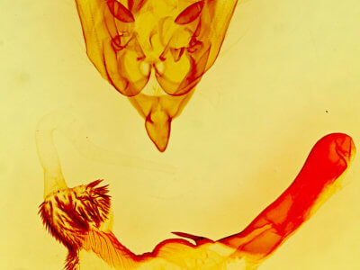 genitalia view of adult Homorthodes fractura