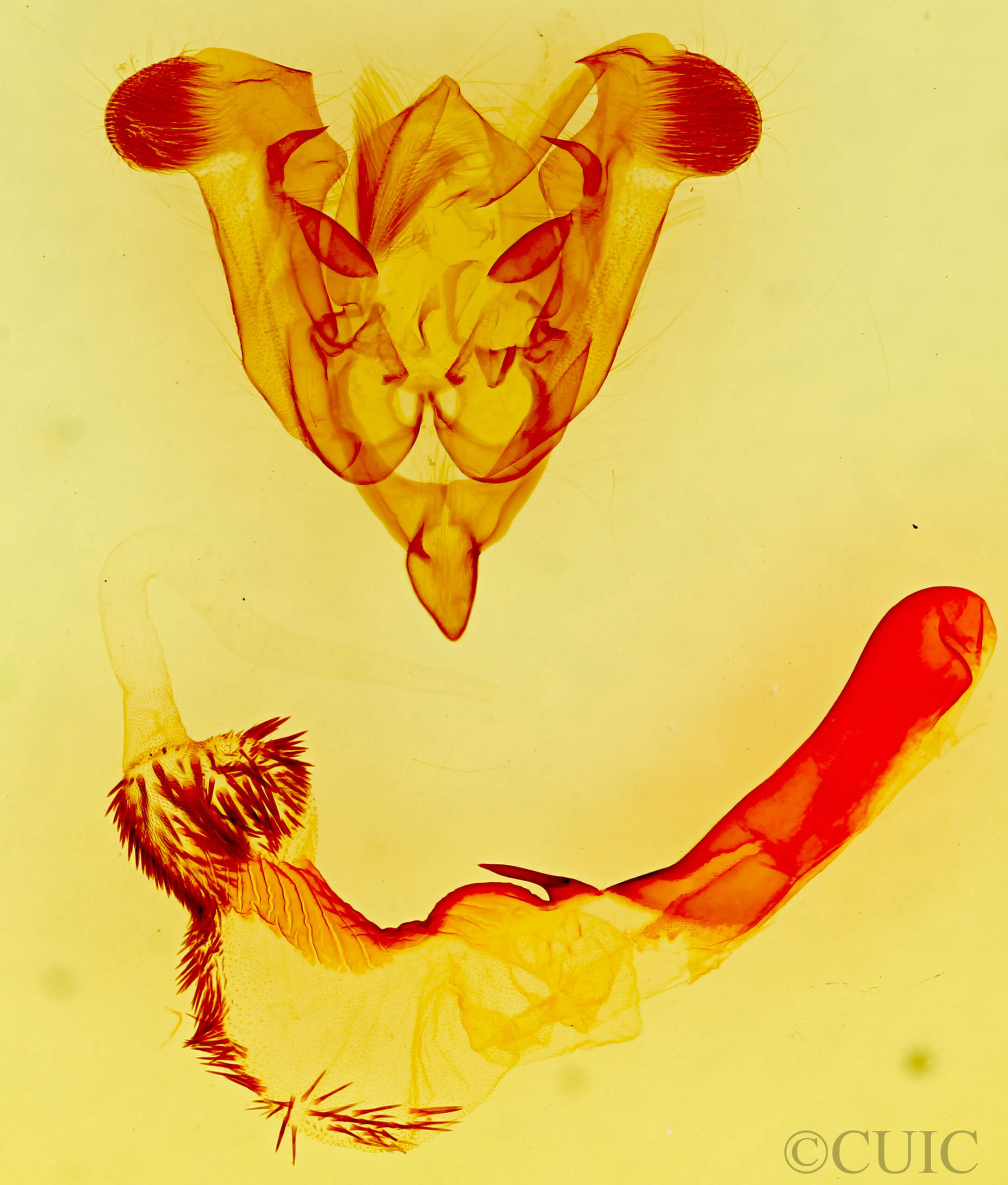 genitalia view of adult Homorthodes fractura