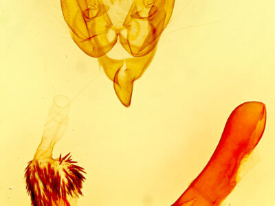 genitalia view of adult Homorthodes fractura