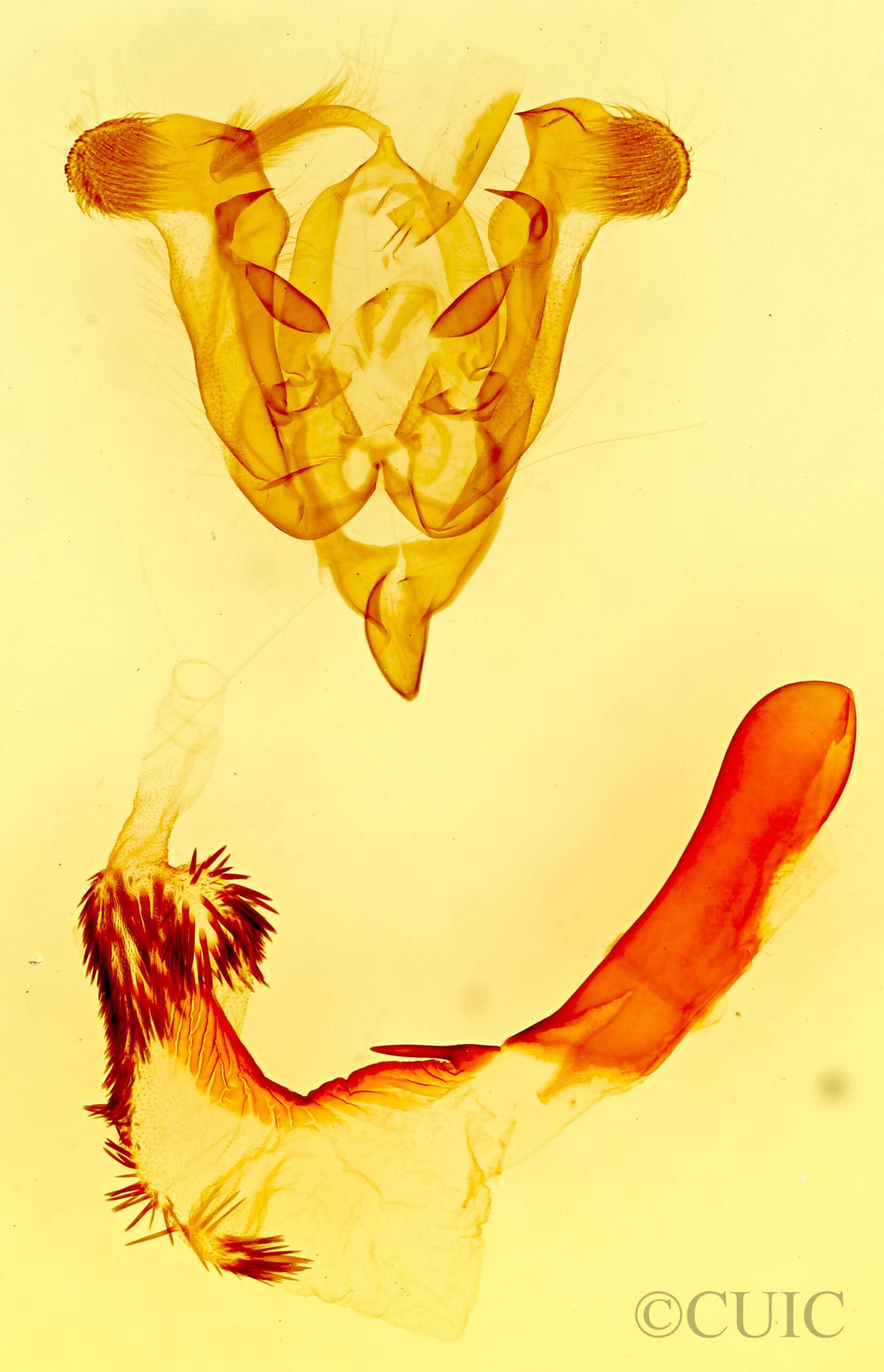 genitalia view of adult Homorthodes fractura