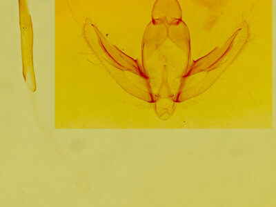 genitalia view of adult Stenoporpia vernata