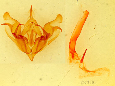 genitalia view of adult Protorthodes perforata