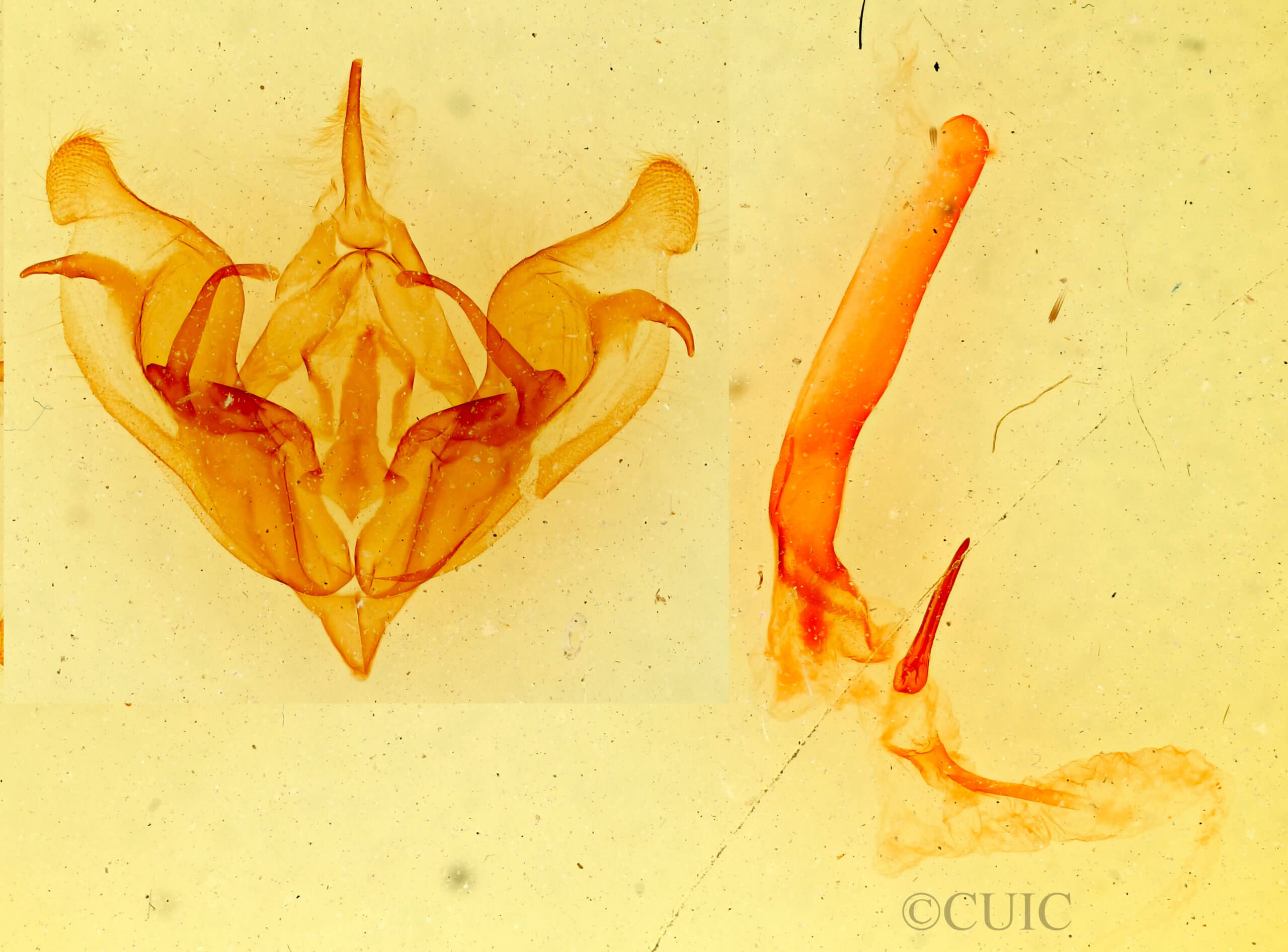 genitalia view of adult Protorthodes perforata