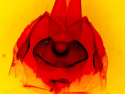 genitalia view of adult Protorthodes perforata