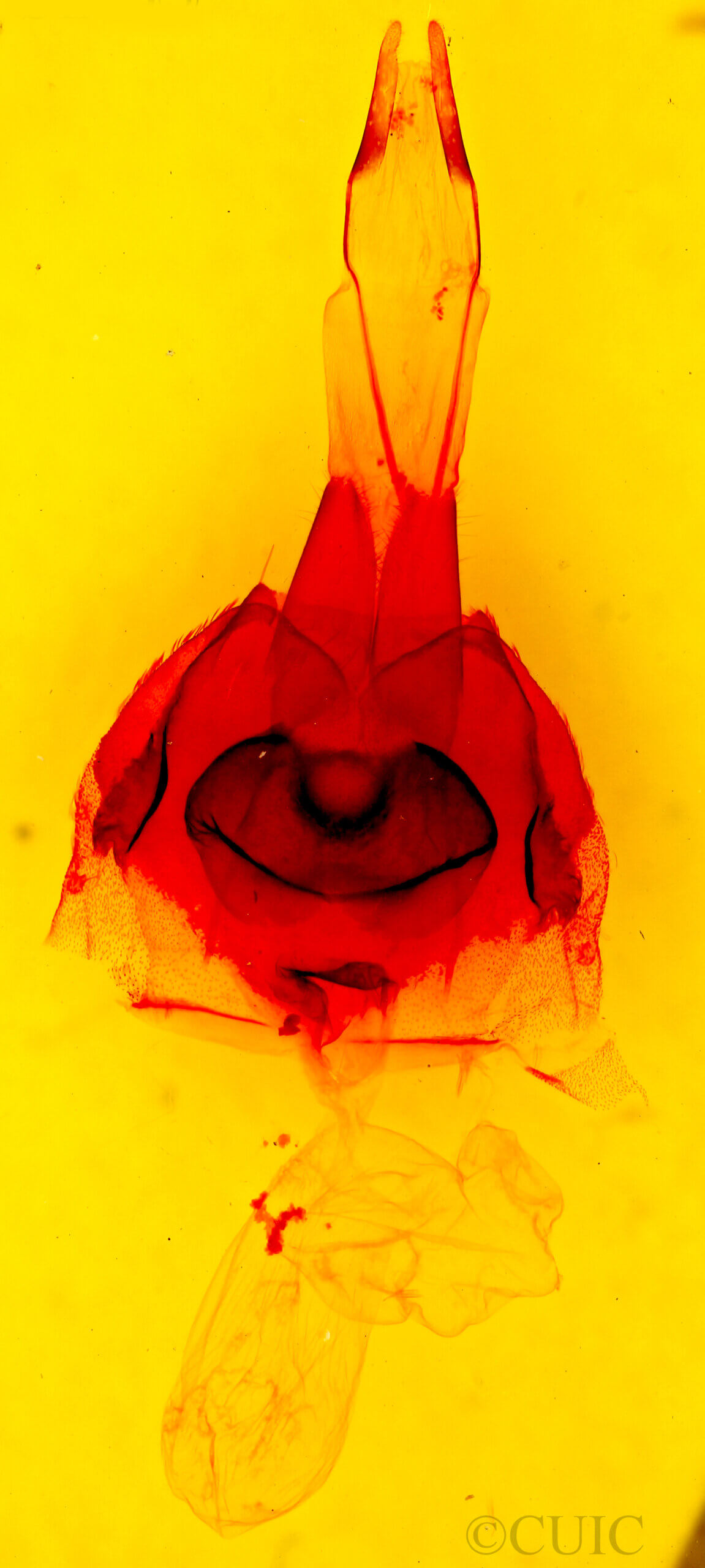 genitalia view of adult Protorthodes perforata