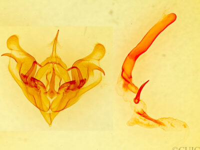 genitalia view of adult Protorthodes perforata