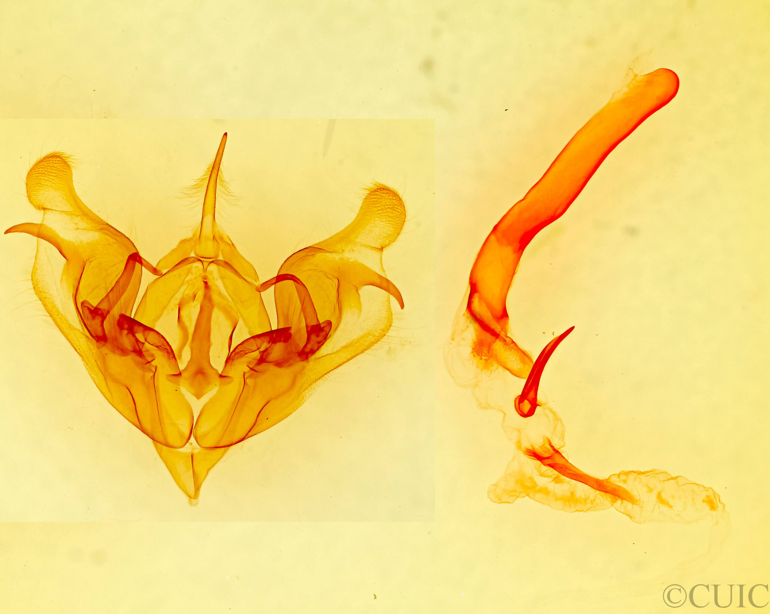 genitalia view of adult Protorthodes perforata