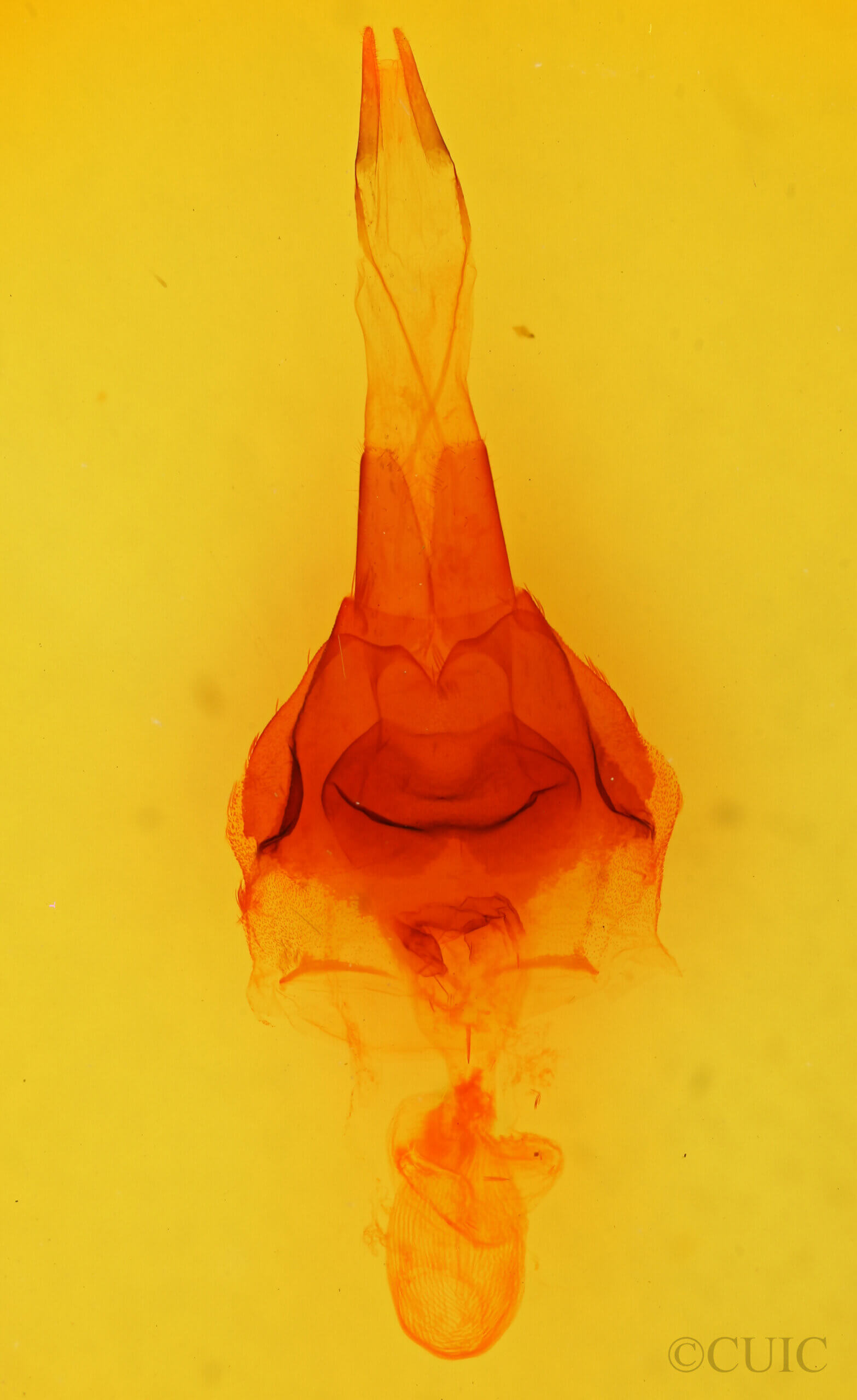 genitalia view of adult Protorthodes perforata