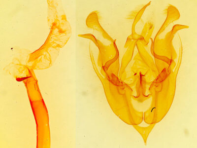 genitalia view of adult Protorthodes incincta